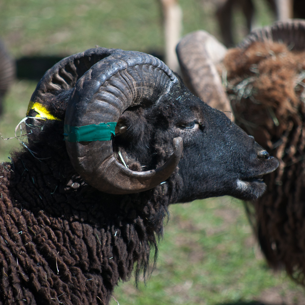 Soay Ram Whitehall